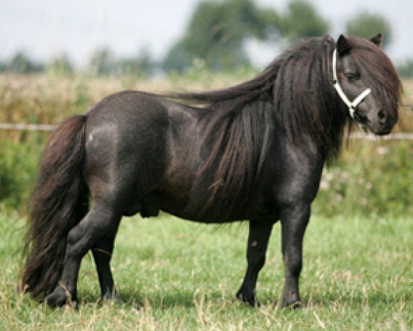 stallion Kiliam van Dennehove (KWPN (Royal Dutch Sporthorse), 1995, from Florio van de Beatrixlaan)