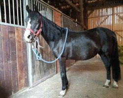 broodmare Evening Angel (German Riding Pony, 1996, from Bünteeichen-Manolito)