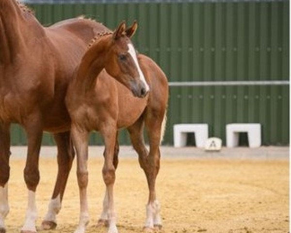 dressage horse Karibik Sun (Westphalian, 2021, from Karim Doré)