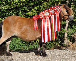 Zuchtstute Alysha v.d. Drosthoeve (Shetland Pony (unter 87 cm), 2007, von Oscar van't Roerdal)