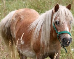 broodmare Lonneke van de Nachtegaalweg (Shetland Pony, 1996, from Fairy Regent)