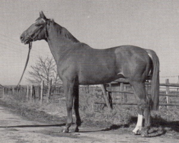 stallion Inkas (Trakehner, 1971, from Anteil)