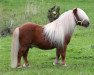 Deckhengst Gloriant van de Belschuur (Shetland Pony (unter 87 cm), 1992, von Parlington Pimpernell)