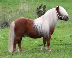 stallion Gloriant van de Belschuur (Shetland pony (under 87 cm), 1992, from Parlington Pimpernell)