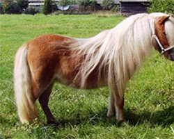 broodmare Eliesa v. d. Drosthoeve (Shetland pony (under 87 cm), 2011, from Gold Star van de Beatrixlaan)