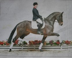 dressage horse Don Aurelius (Oldenburg, 2006, from Don Marco 3)