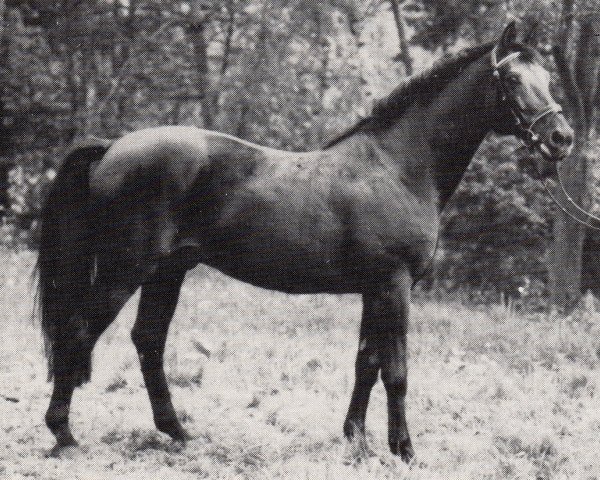 stallion Ingo (Trakehner, 1969, from Tornado I)
