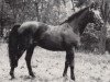 horse Ingo (Trakehner, 1969, from Tornado I)