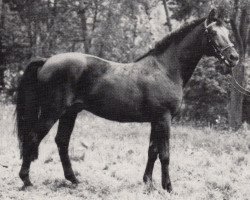 stallion Ingo (Trakehner, 1969, from Tornado I)