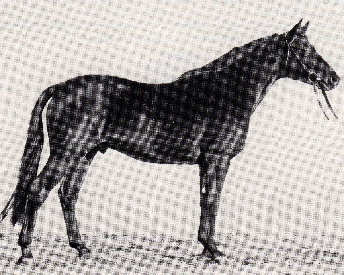 Deckhengst Incitatus (Trakehner, 1969, von Donauwind)