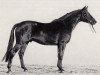 horse Incitatus (Trakehner, 1969, from Donauwind)