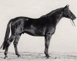 stallion Incitatus (Trakehner, 1969, from Donauwind)