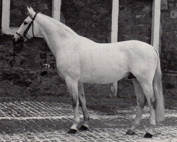 stallion Igor (Trakehner, 1968, from Magnet)