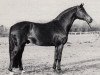 stallion Hyalit (Trakehner, 1980, from Herzbube)