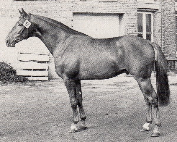 Deckhengst Hexer (Trakehner, 1971, von Siegel)