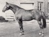 stallion Hexer (Trakehner, 1971, from Siegel)