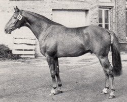 stallion Hexer (Trakehner, 1971, from Siegel)