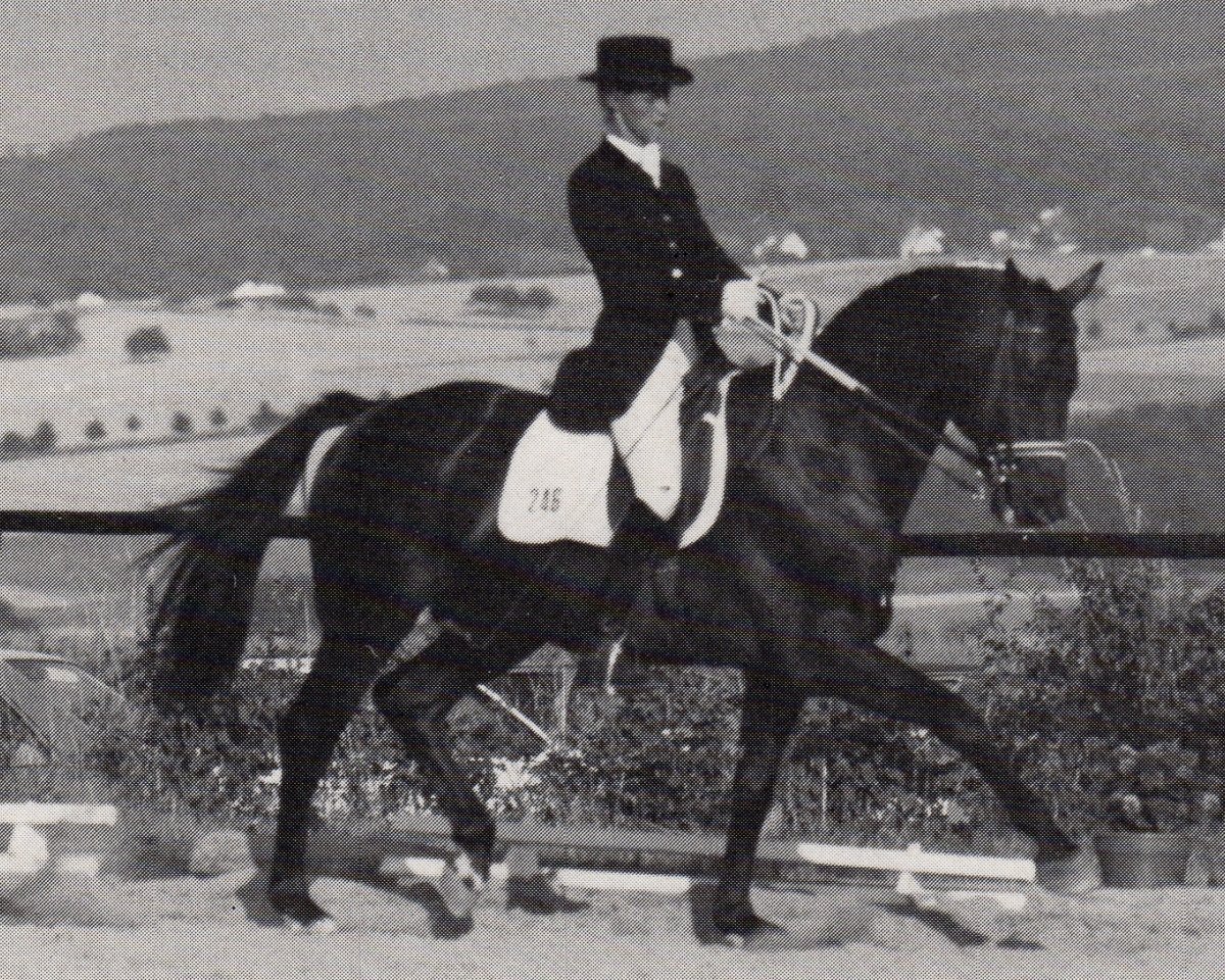 Deckhengst Heuriger (Trakehner, 1979, von Herzbube)