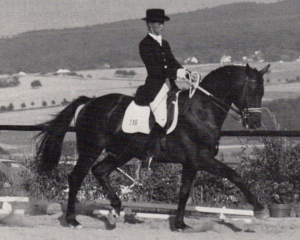 stallion Heuriger (Trakehner, 1979, from Herzbube)