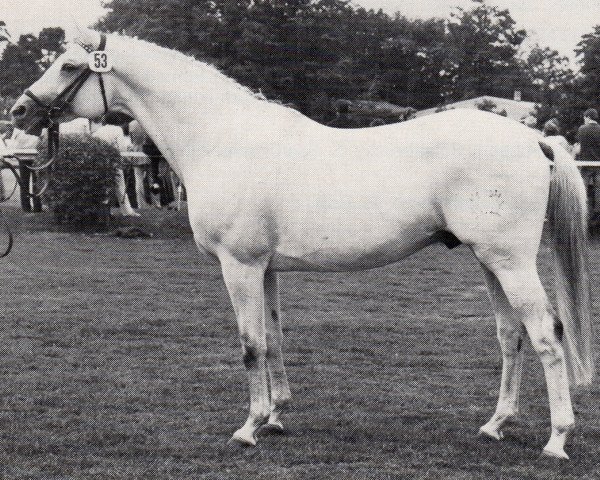stallion Herzkoenig (Trakehner, 1972, from Erzsand)