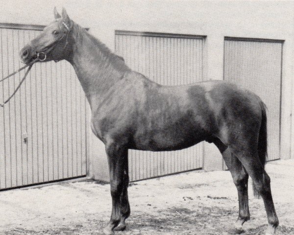 stallion Herbsttraum (Trakehner, 1973, from Tannenberg)