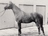 stallion Herbsttraum (Trakehner, 1973, from Tannenberg)