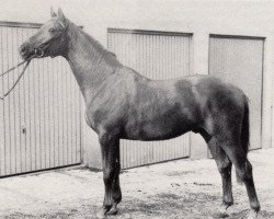 Deckhengst Herbsttraum (Trakehner, 1973, von Tannenberg)