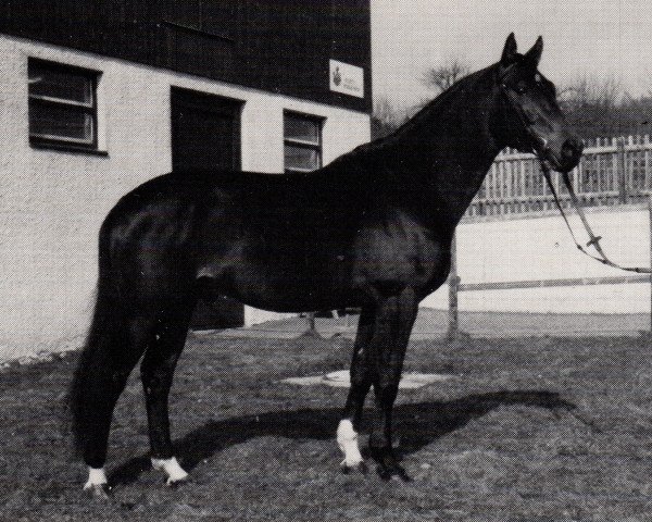 stallion Herbsttanz (Trakehner, 1973, from Tannenberg)