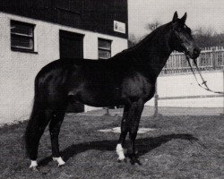 stallion Herbsttanz (Trakehner, 1973, from Tannenberg)