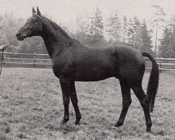 stallion Herbstruf (Trakehner, 1977, from Lucado)