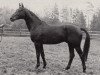 stallion Herbstruf (Trakehner, 1977, from Lucado)