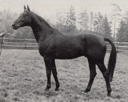 Deckhengst Herbstruf (Trakehner, 1977, von Lucado)