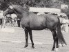 stallion Hemmingway (Trakehner, 1969, from Flaneur)