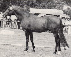 stallion Hemmingway (Trakehner, 1969, from Flaneur)