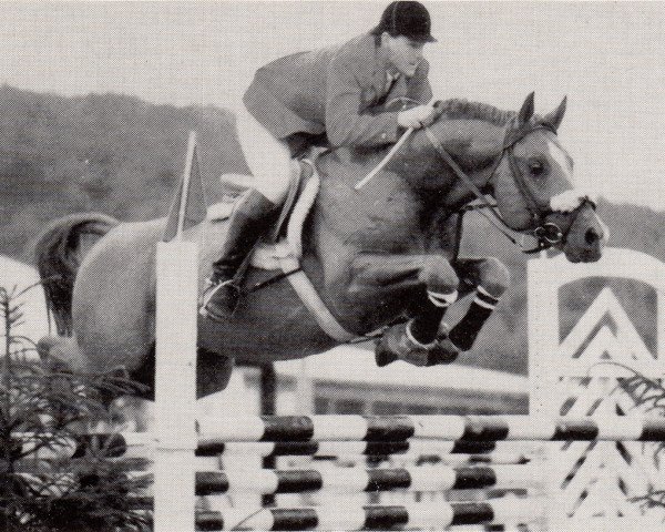 stallion Heimherr (Trakehner, 1973, from Cesar)