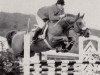 stallion Heimherr (Trakehner, 1973, from Cesar)