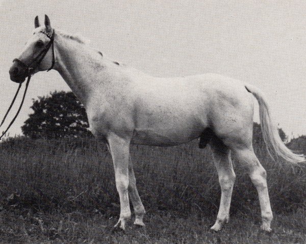 stallion Heidedorn (Trakehner, 1970, from Gazal)