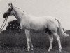 stallion Heidedorn (Trakehner, 1970, from Gazal)