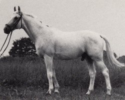 Deckhengst Heidedorn (Trakehner, 1970, von Gazal)