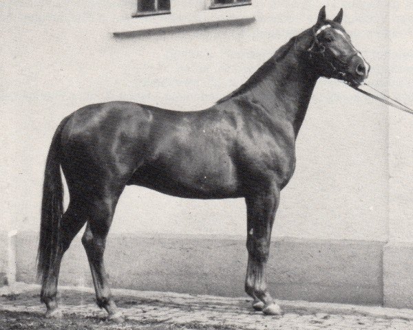 stallion Hanseat (Trakehner, 1967, from Prince Rouge xx)