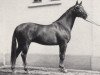stallion Hanseat (Trakehner, 1967, from Prince Rouge xx)