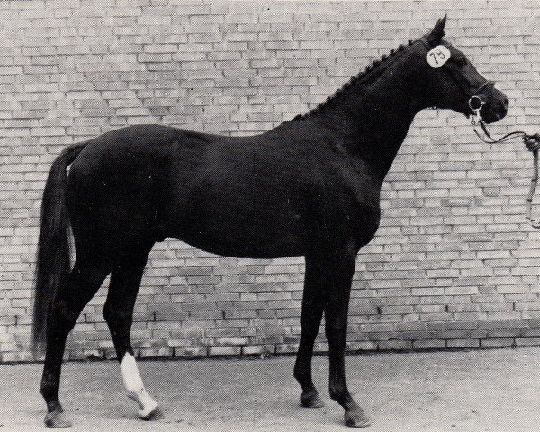 stallion Hamlet Go (Trakehner, 1985, from Turnus)