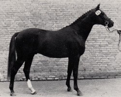 Deckhengst Hamlet Go (Trakehner, 1985, von Turnus)