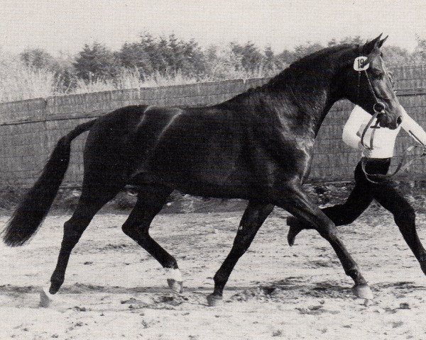 Pferd Hakoon (Trakehner, 1979, von Gasparone)