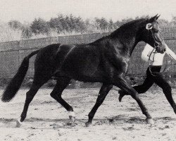 horse Hakoon (Trakehner, 1979, from Gasparone)