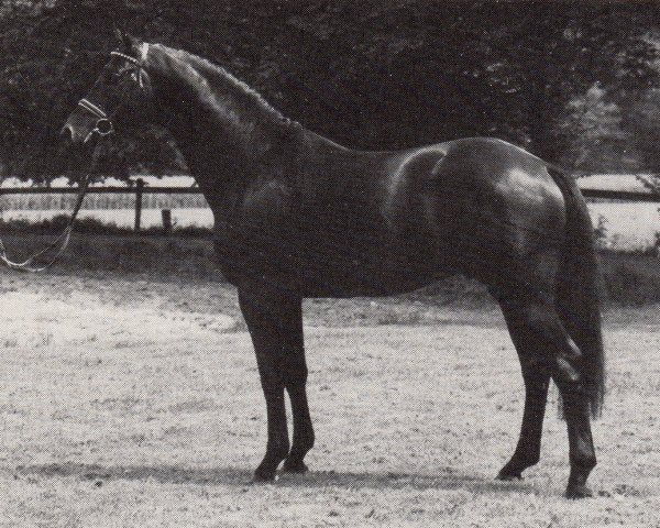stallion Guter Stern (Trakehner, 1986, from Schwarzdorn)