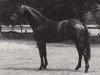 stallion Guter Stern (Trakehner, 1986, from Schwarzdorn)