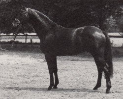 Deckhengst Guter Stern (Trakehner, 1986, von Schwarzdorn)