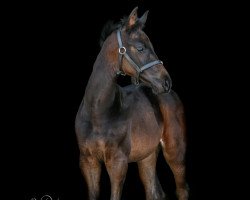 dressage horse Cayetana (Oldenburg, 2021, from Confess Color)