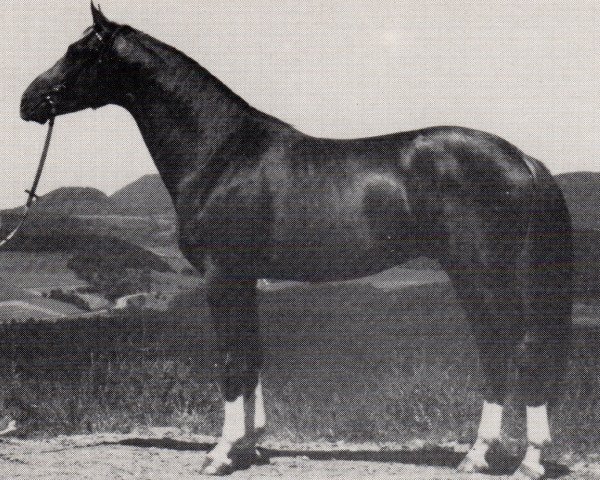 stallion Gratian (Trakehner, 1978, from Graciano)
